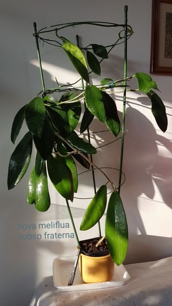  - Meliflua subsp Fraterna