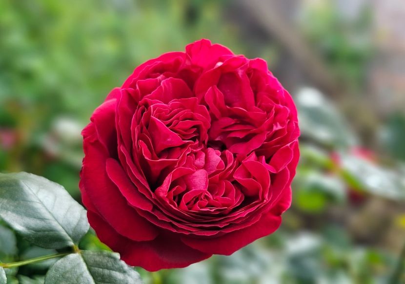 Red Eden (urcator) 70 - Toamna 2025