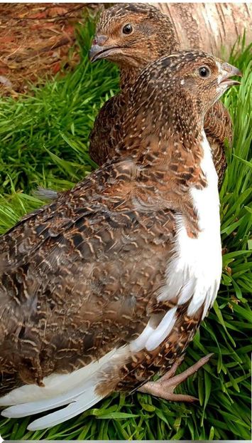 Screenshot_20230522_235048_Chrome - Prepelițe Tenebrosus pătat japonez