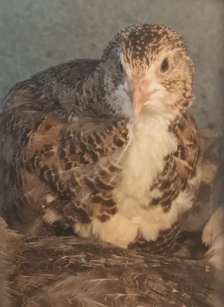  - Prepelițe Tenebrosus pătat japonez