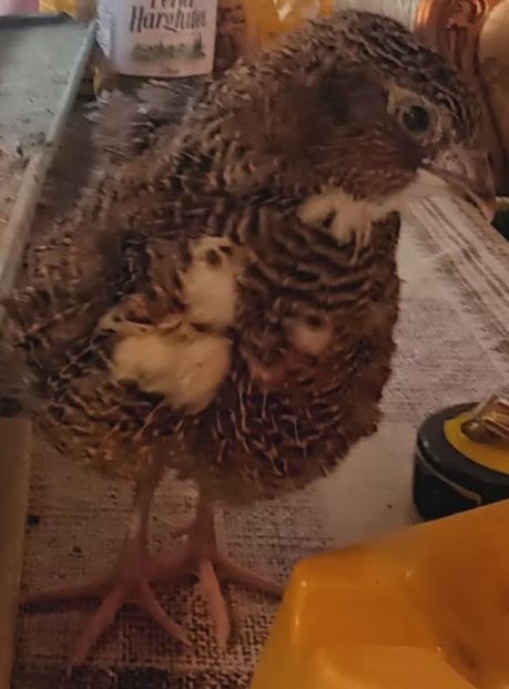  - Prepelițe Tenebrosus pătat japonez