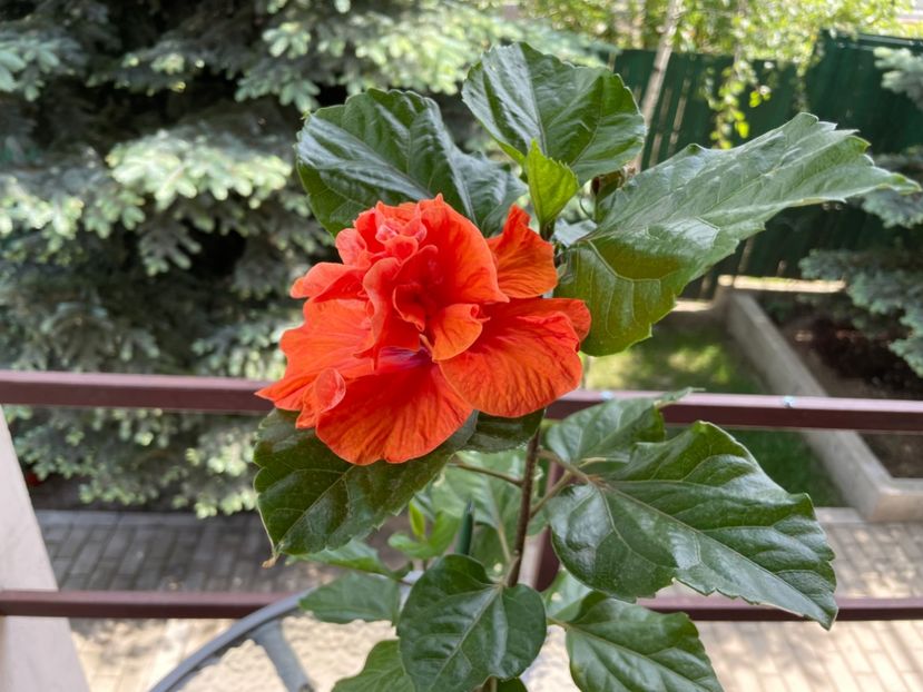 902B64EA-2538-4C8B-8224-3E36BD1264FF - x-HD 1290 - pierdut