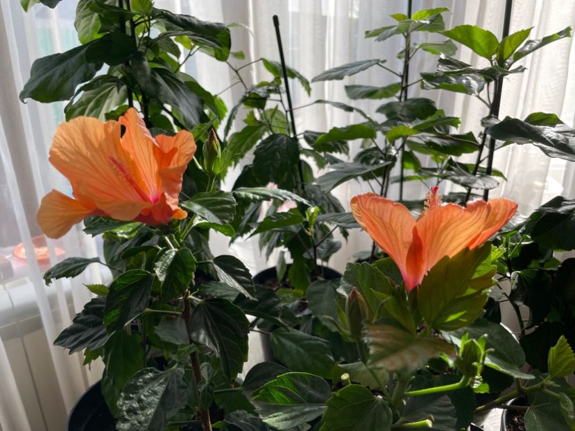 2A2D28F6-D705-4E62-85F5-CE077CABEDFA - Orange - Roz - Rosu