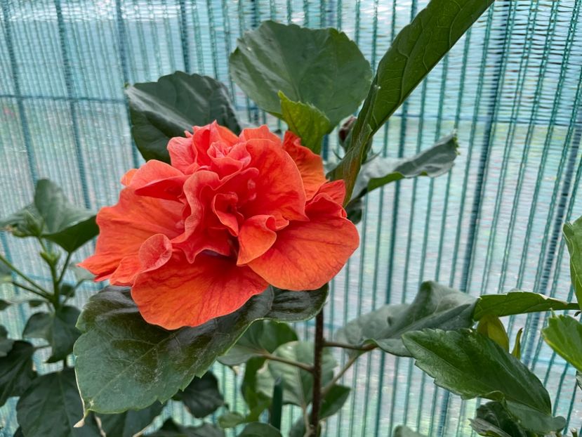 003FB35F-EAC4-40CC-B0A4-A44FC92CF062 - x-HD 1290 - pierdut