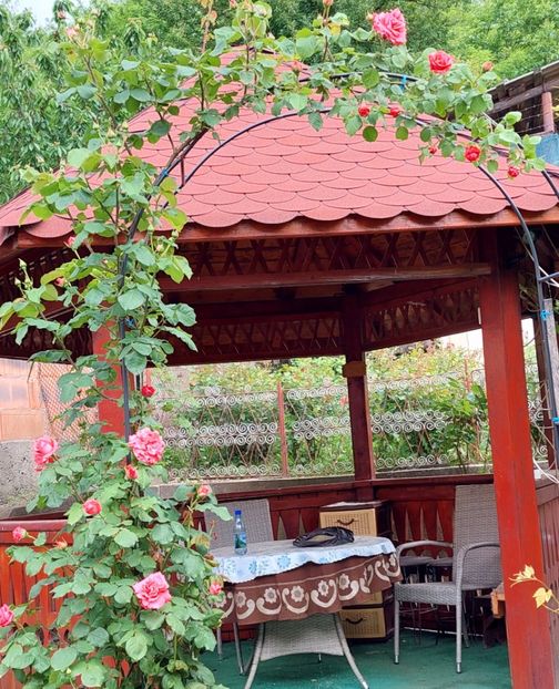  - Trandafiri 2020-2023