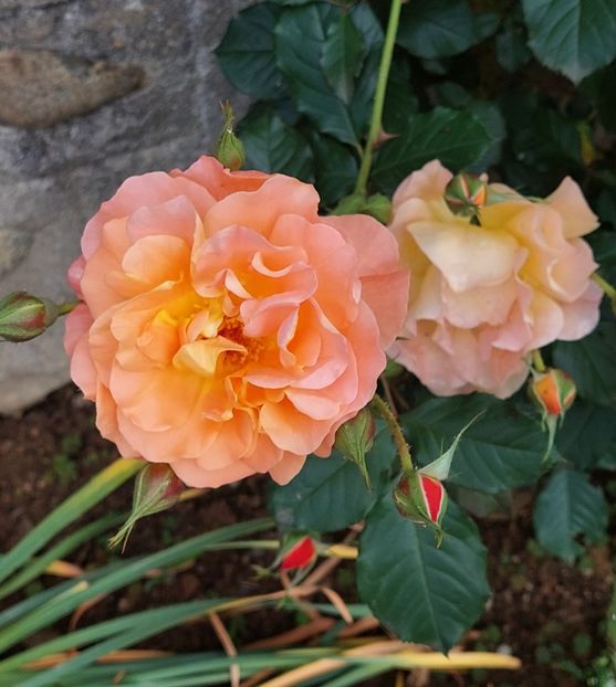  - Trandafiri 2020-2023