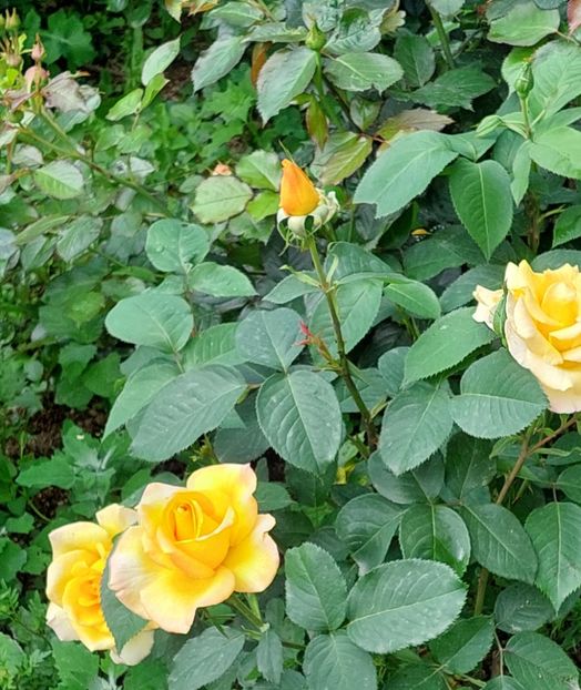  - Trandafiri 2020-2023