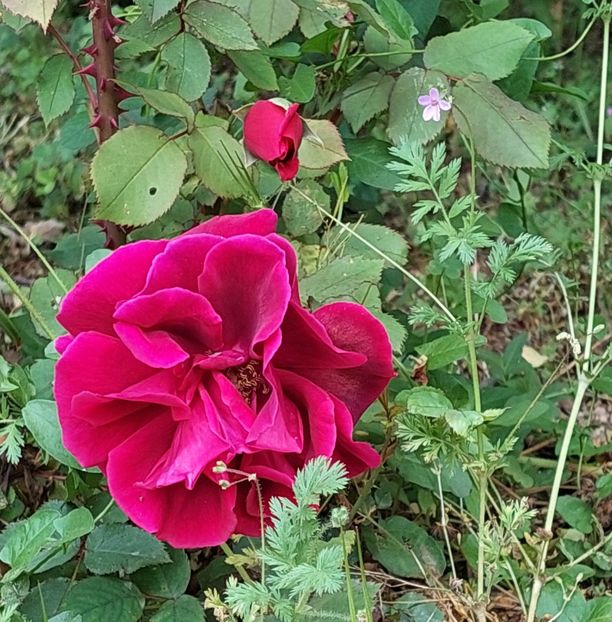  - Trandafiri 2020-2023