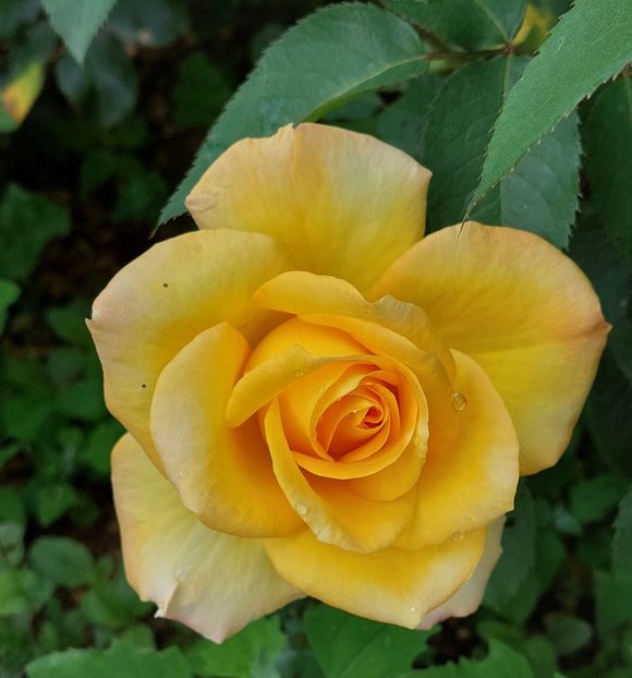  - Trandafiri 2020-2023