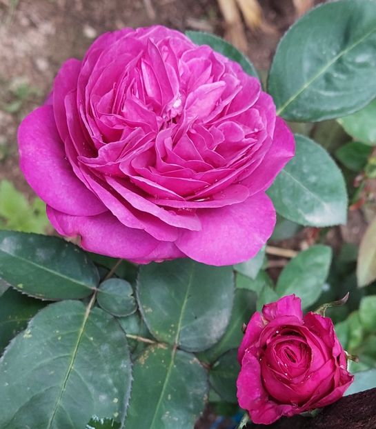  - Trandafiri 2020-2023