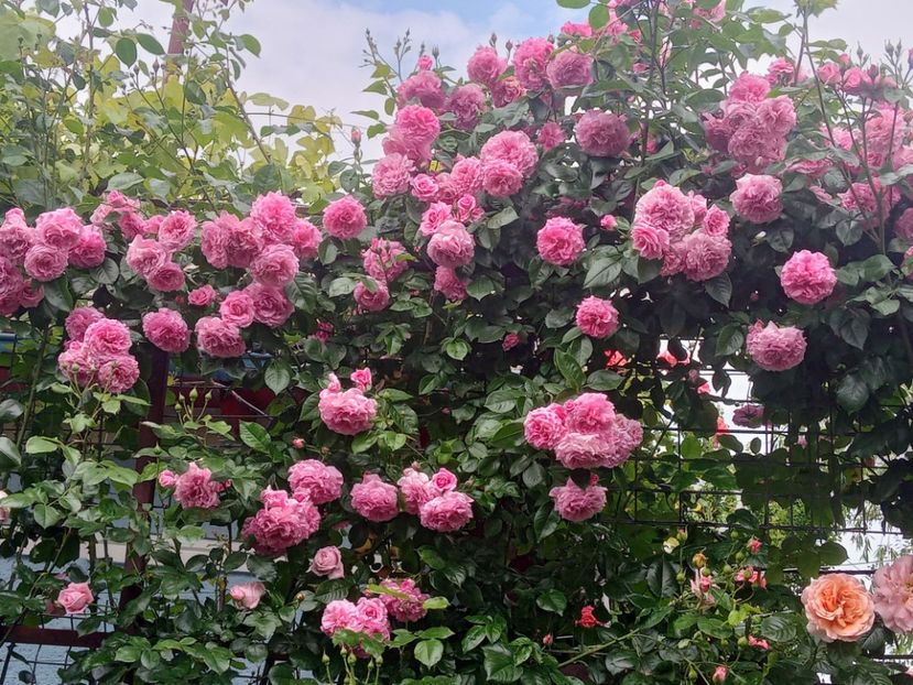  - 01 - TRANDAFIRI 2023