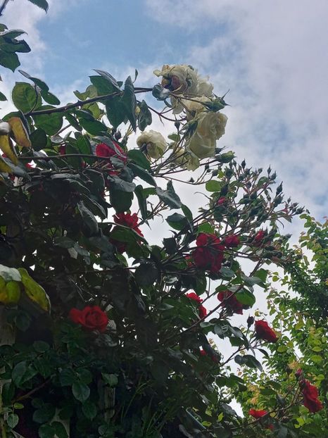  - 01 - TRANDAFIRI 2023