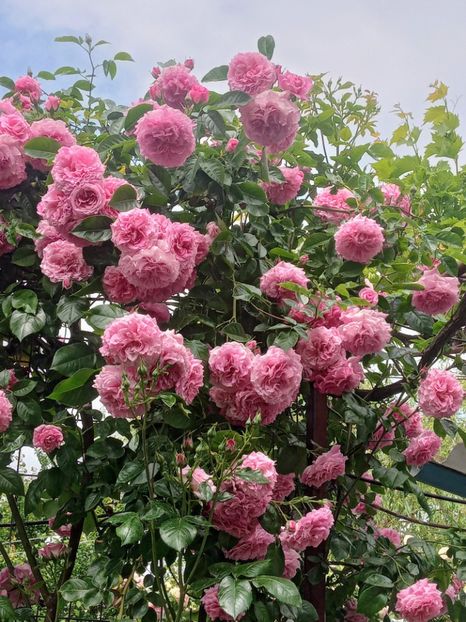  - 01 - TRANDAFIRI 2023