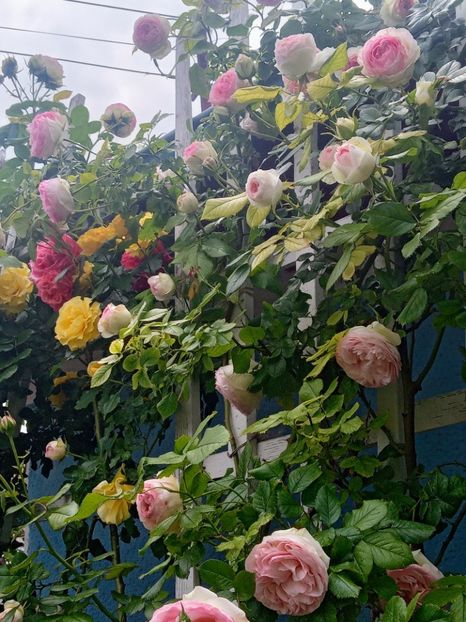  - 01 - TRANDAFIRI 2023