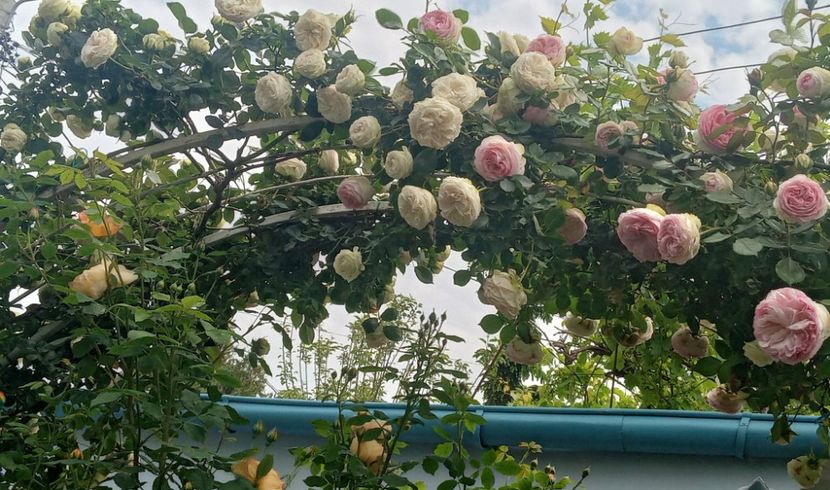  - 01 - TRANDAFIRI 2023