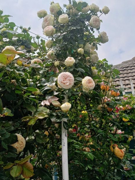  - 01 - TRANDAFIRI 2023