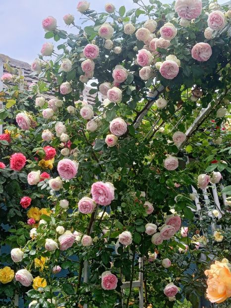  - 01 - TRANDAFIRI 2023