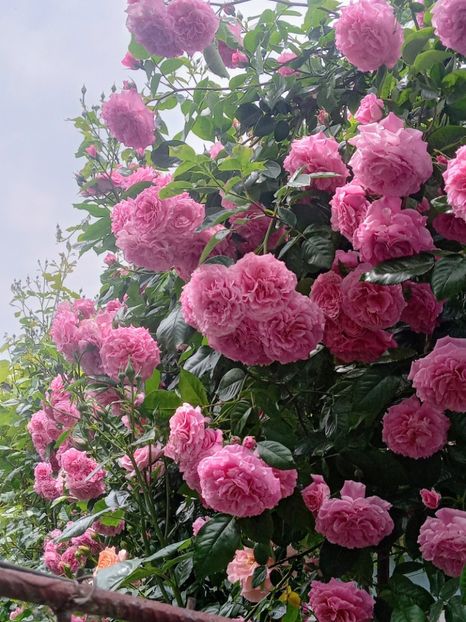  - 01 - TRANDAFIRI 2023