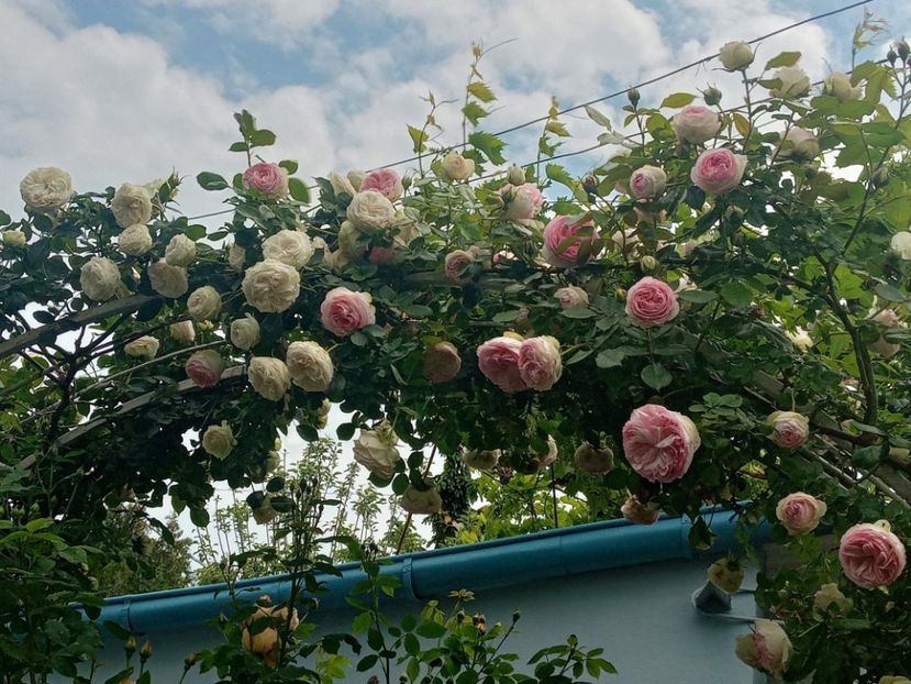  - 01 - TRANDAFIRI 2023