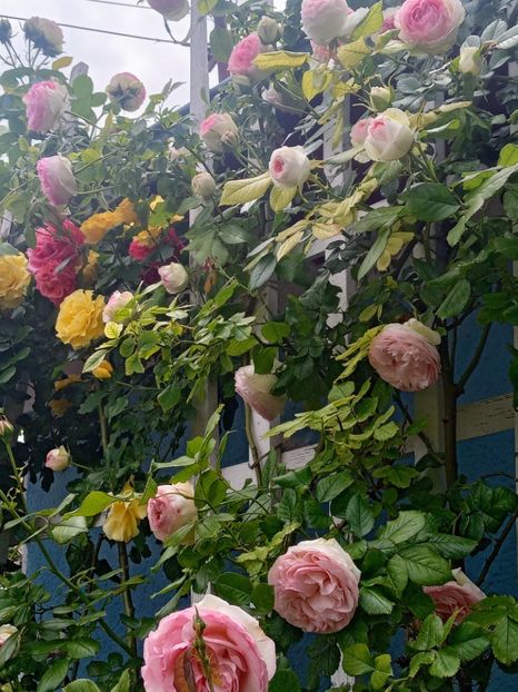  - 01 - TRANDAFIRI 2023