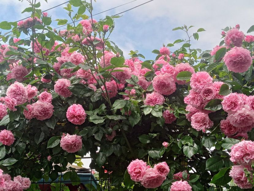  - 01 - TRANDAFIRI 2023