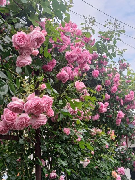  - 01 - TRANDAFIRI 2023