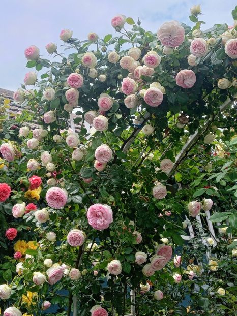  - 01 - TRANDAFIRI 2023