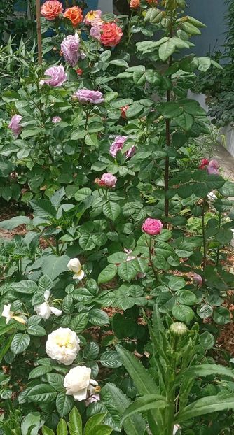  - 01 - TRANDAFIRI 2023