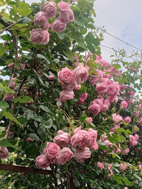  - 01 - TRANDAFIRI 2023