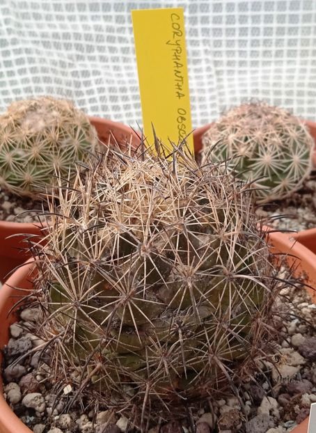  - Coryphantha obscura
