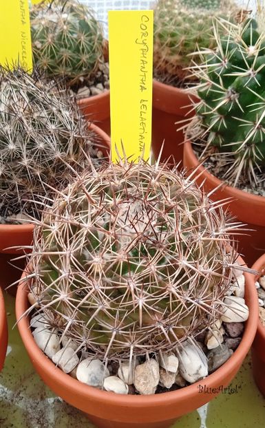  - Coryphantha delaetiana