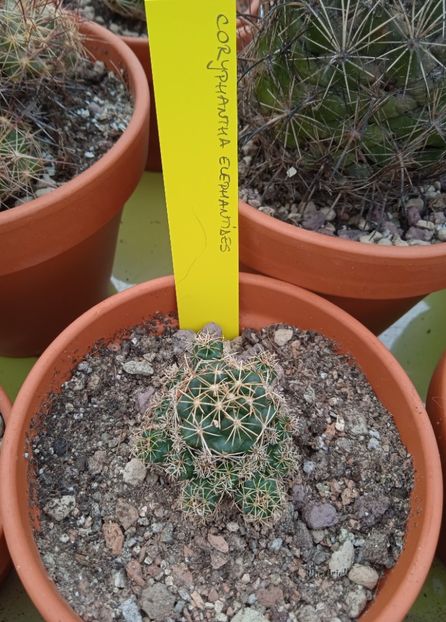  - Coryphantha elephantidens forma prolifera