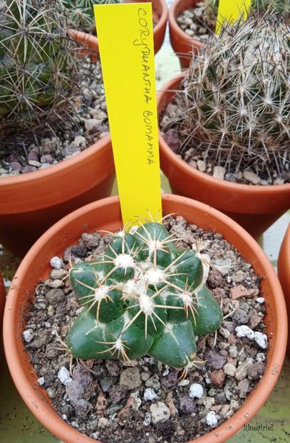  - Coryphantha bumamma