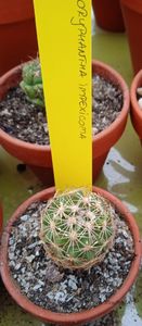  - Coryphantha impexicoma