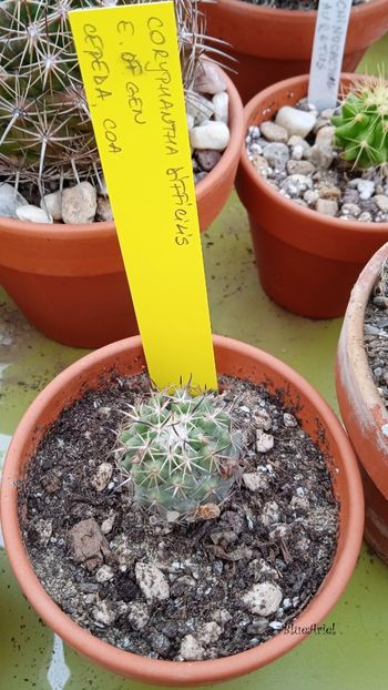  - Coryphantha difficilis
