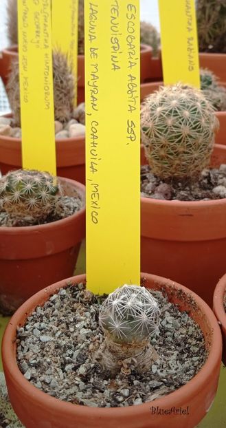  - Escobaria abdita ssp tenuispina VM1058 Laguna de Mayrán Coahuila Mexico