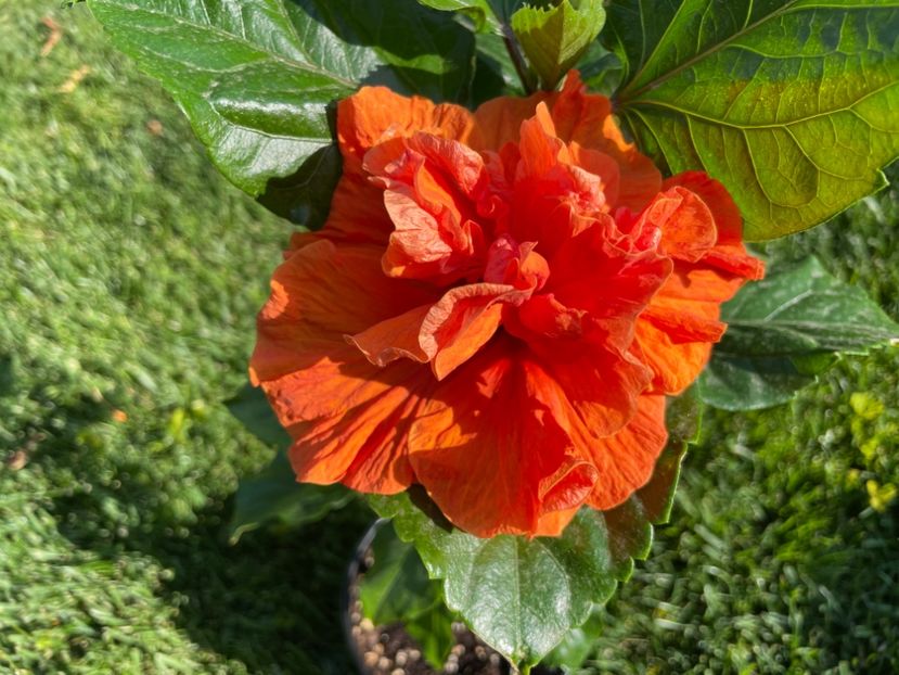 0E875C2A-D4F2-4227-89AA-166DDFEE756C - x-HD 1290 - pierdut