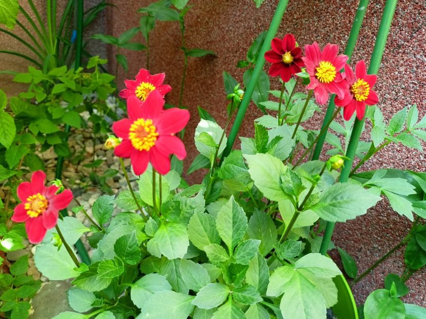 29.05.2023 Topmix - Grădina 2023 continuare 3