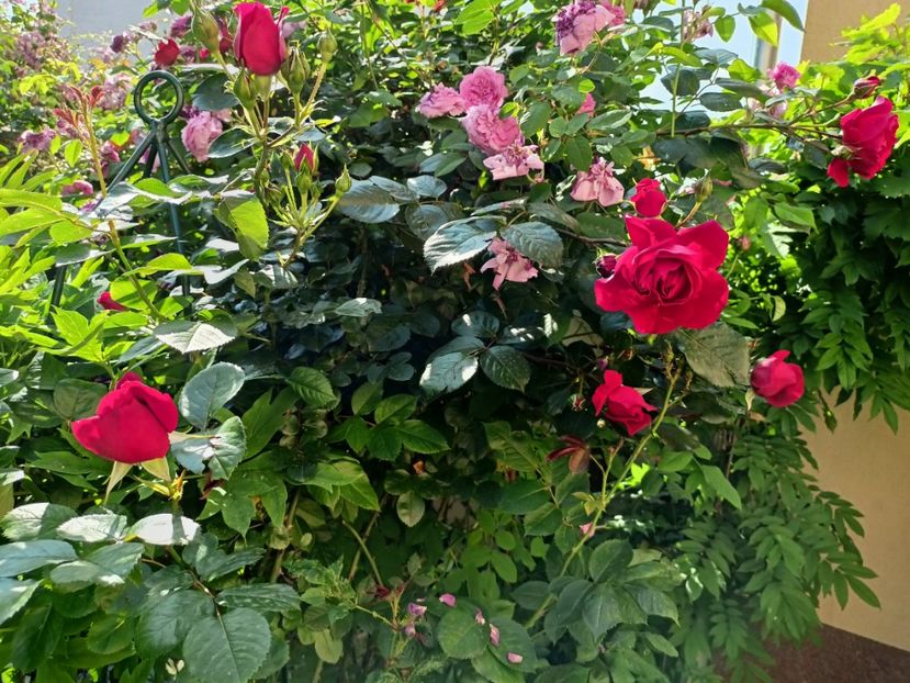 Florentina și Gros Choux d'Hollande - Grădina 2023 continuare 3