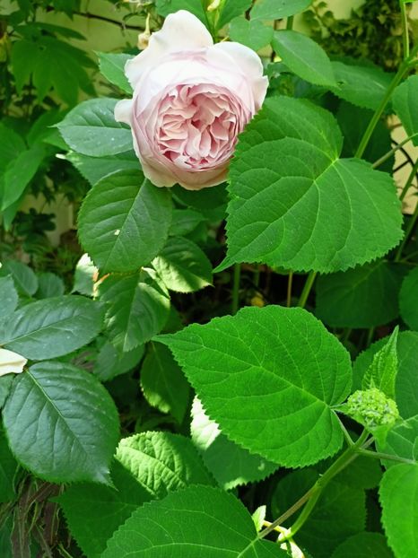  - Grădina 2023 continuare 3