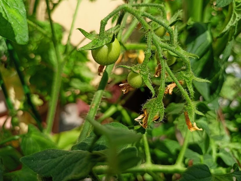 Roșii - Grădina 2023 continuare 3