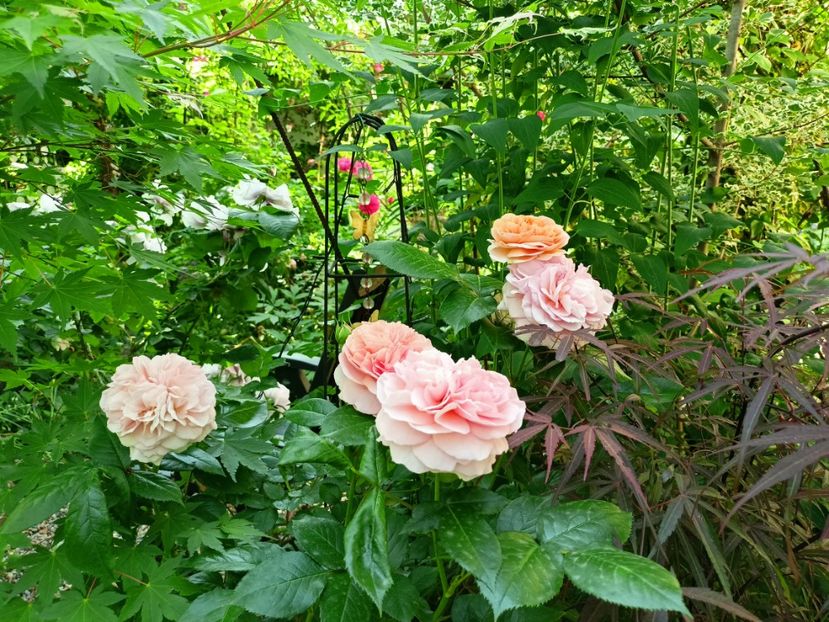  - Grădina 2023 continuare 3