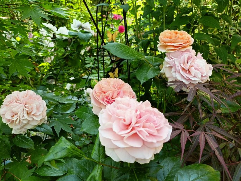 Chippendale - Grădina 2023 continuare 3