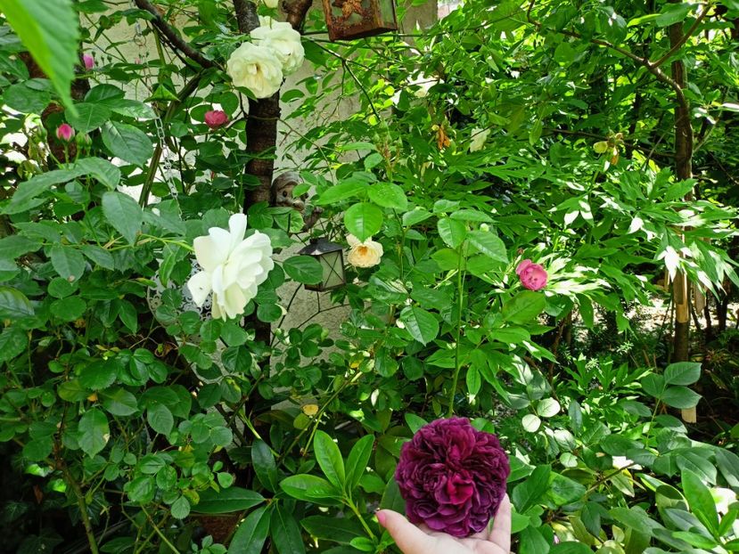  - Grădina 2023 continuare 3