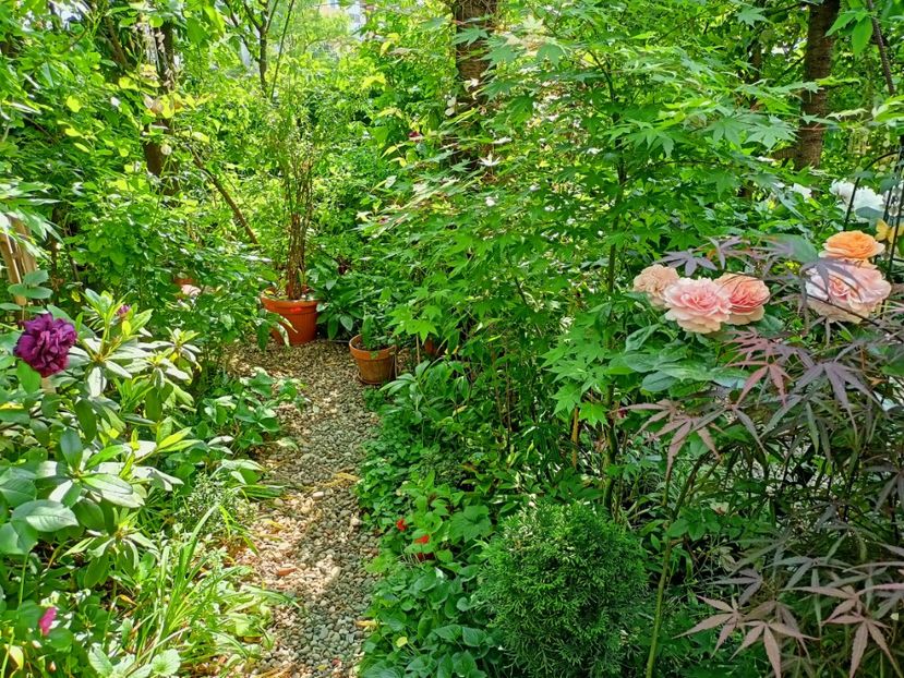  - Grădina 2023 continuare 3