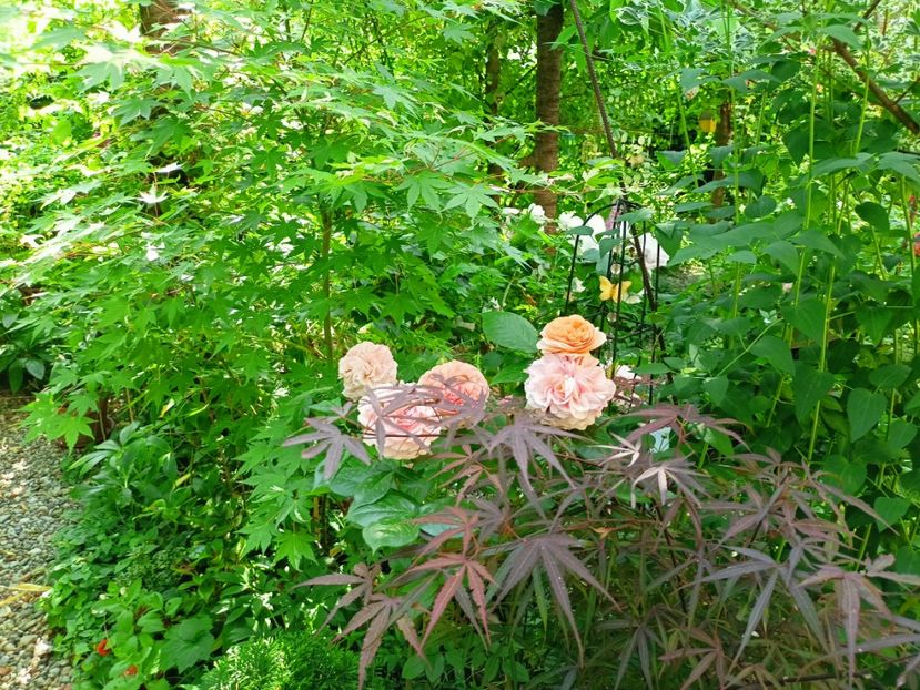  - Grădina 2023 continuare 3