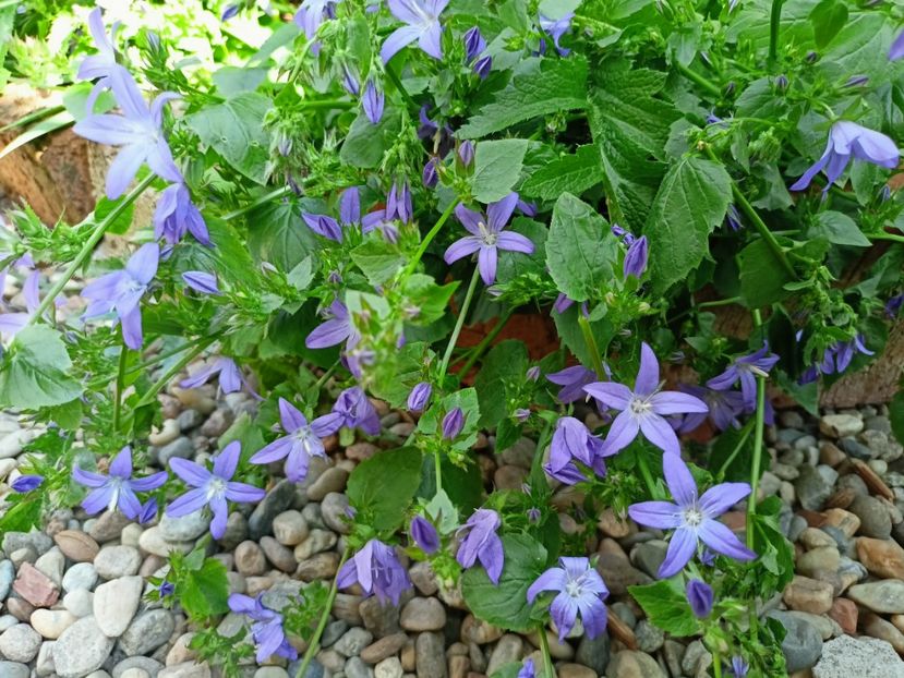  - Grădina 2023 continuare 3