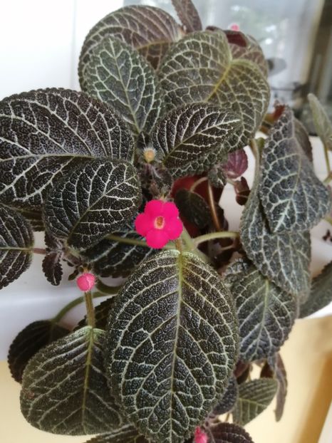  - EPISCIA