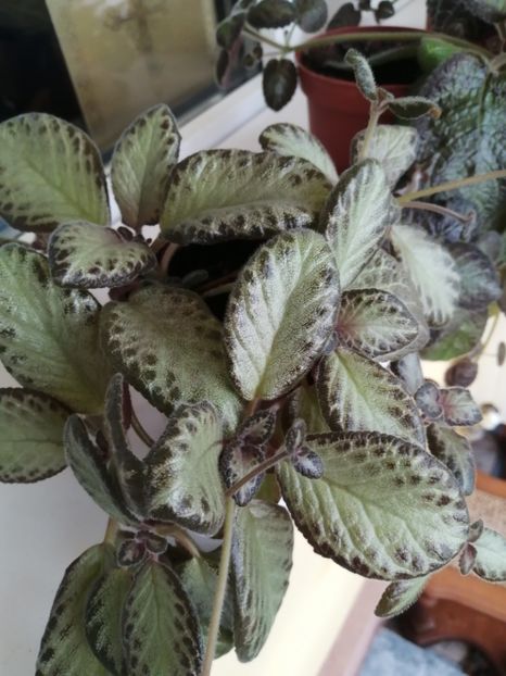  - EPISCIA