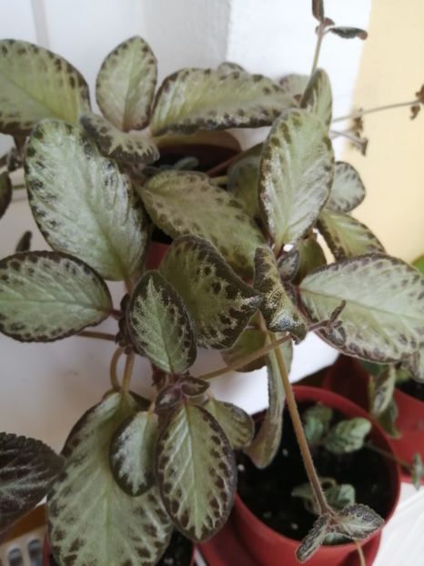  - EPISCIA